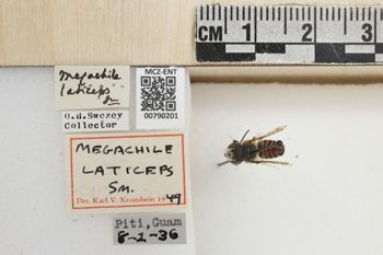 Media type: image;   Entomology 790201 Aspect: Labels